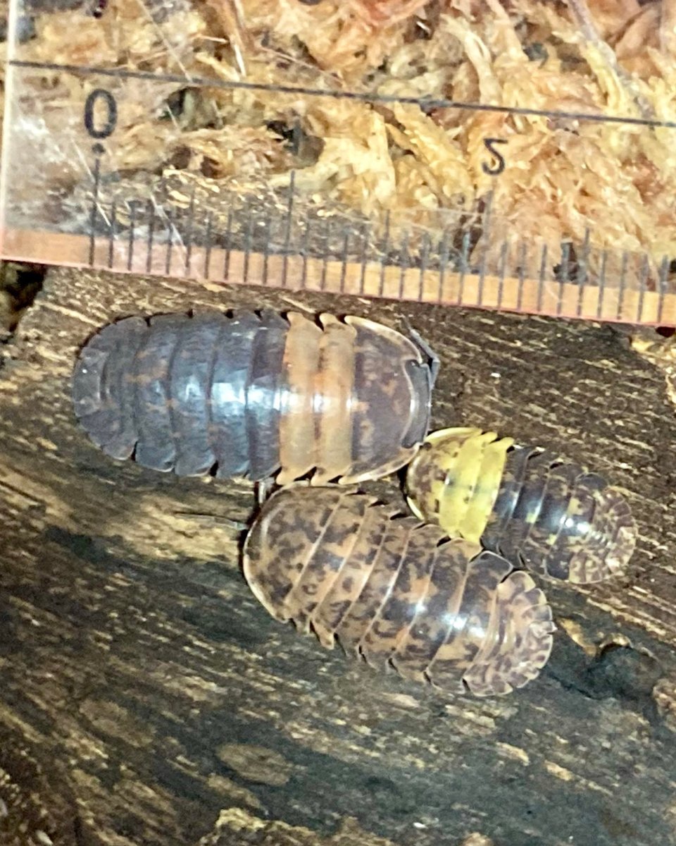 Giant Bumblebee Isopod, (Filippinodillo sp. "Giant Bumblebee") - Richard’s Inverts