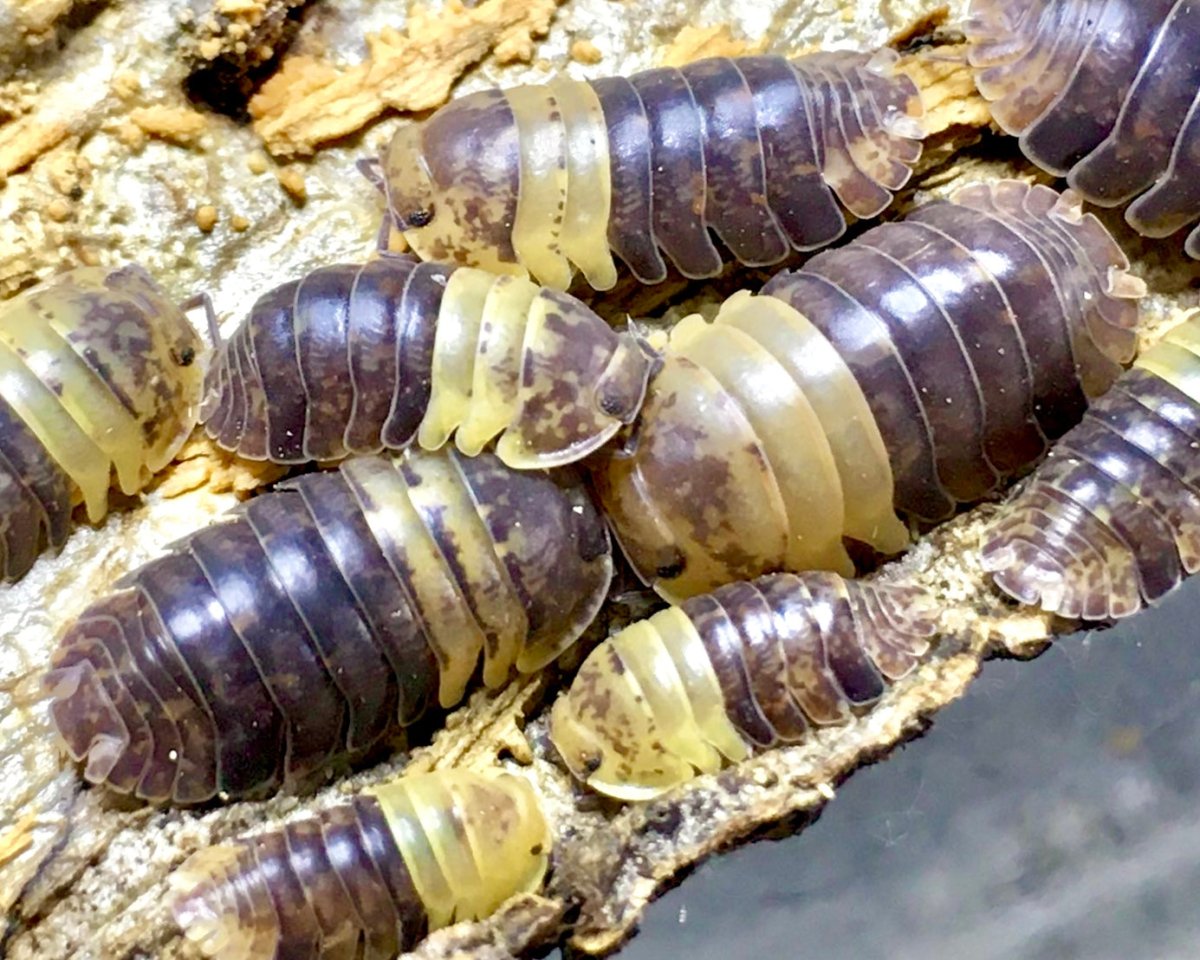 Giant Bumblebee Isopod, (Filippinodillo sp. "Giant Bumblebee") - Richard’s Inverts