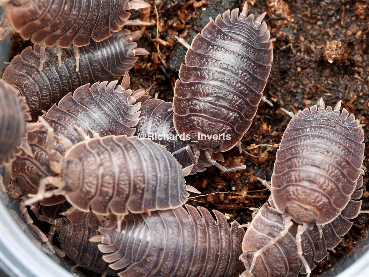 Giant Canyon Isopod, (Porcellio dilatatus) - Richard’s Inverts