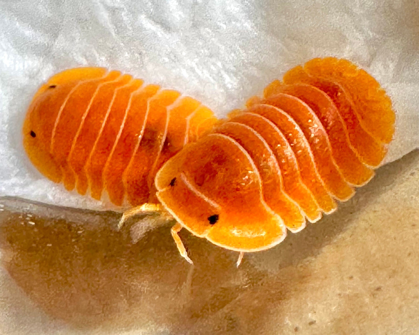 Giant Crabby Isopod, (Cubaris sp. 'Crabby') - Richard’s Inverts