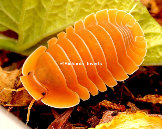 Giant Crabby Isopod, (Cubaris sp. "Crabby") - Richard’s Inverts