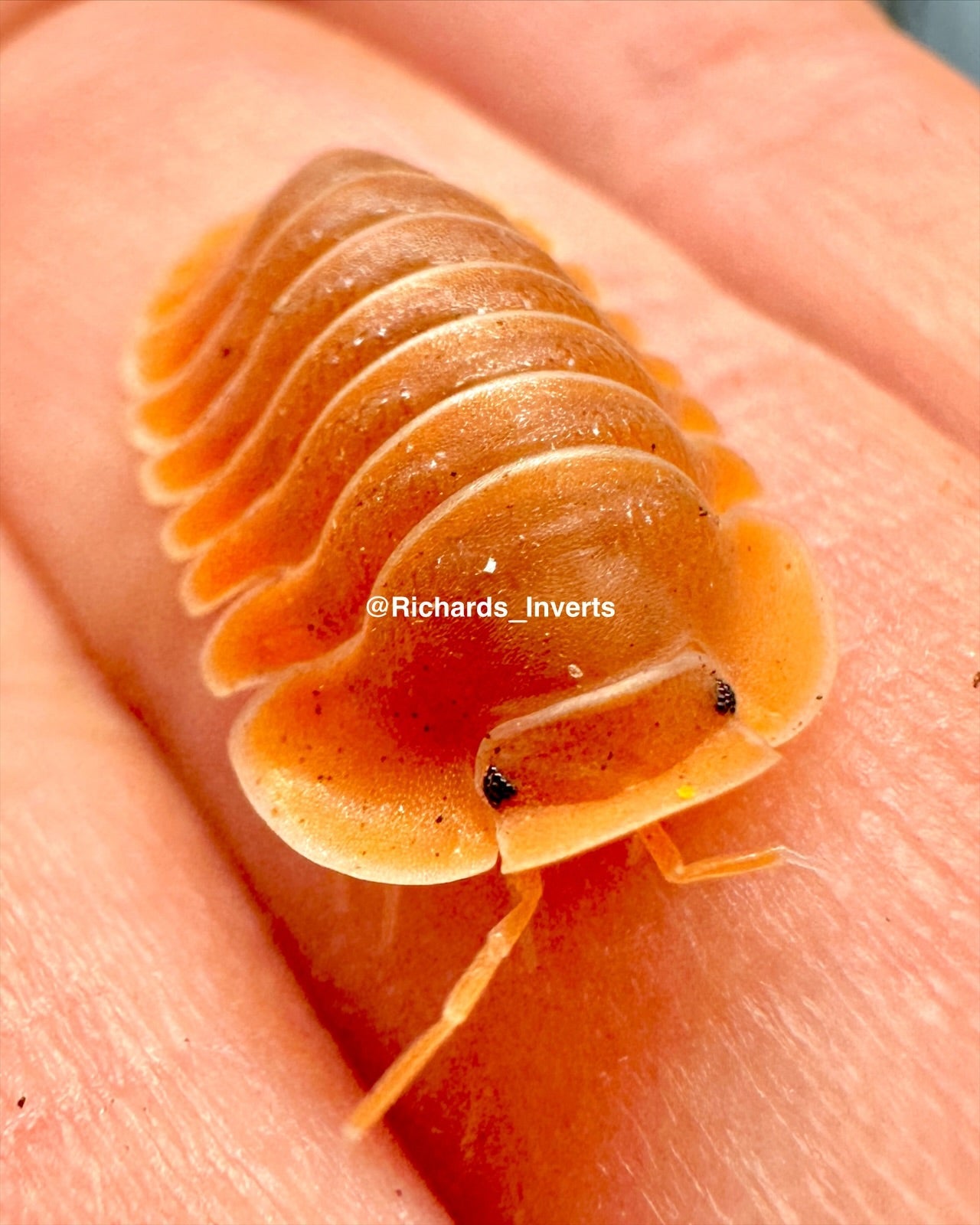 Giant Crabby Isopod, (Cubaris sp. 'Crabby') - Richard’s Inverts