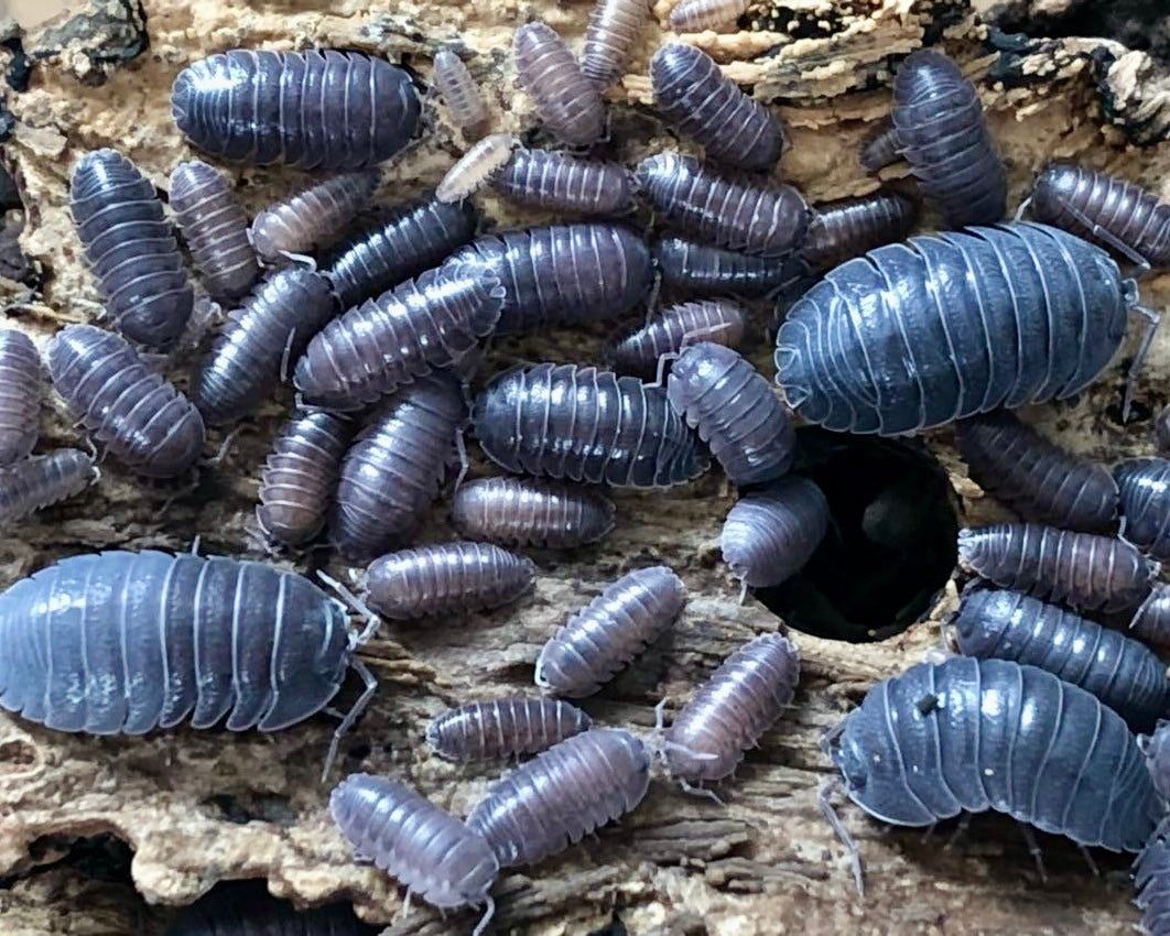 Giant Croatian Isopod, (Armadillidium pallasii) - Richard’s Inverts