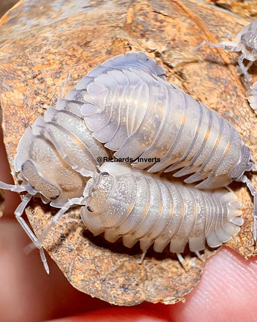 Giant Croatian Isopod "Corfu", (Armadillidium pallasii) - Richard’s Inverts