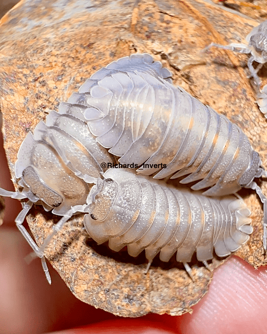 Giant Croatian Isopod "Corfu", (Armadillidium pallasii) - Richard’s Inverts