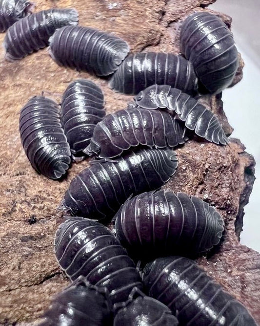 Giant Croatian Isopod "Krk Island", (Armadillidium pallasii) - Richard’s Inverts