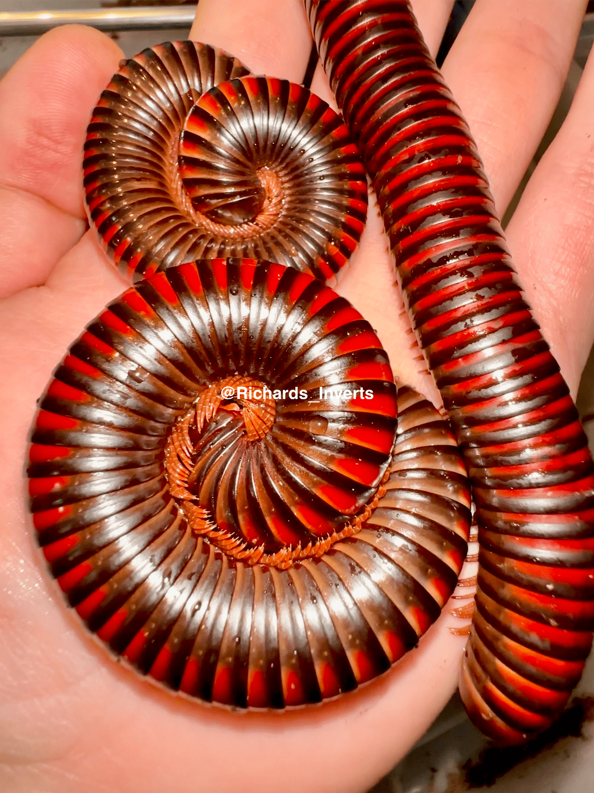 ⨂ Giant Fire Millipede, (Pelmatojulus excisus) - Richard’s Inverts