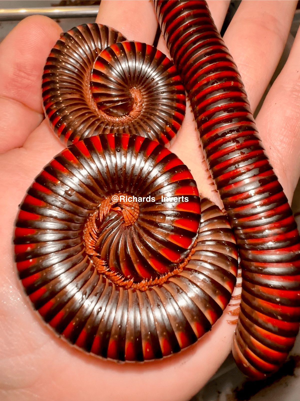 Giant Fire Millipede, (Pelmatojulus excisus) - Richard’s Inverts