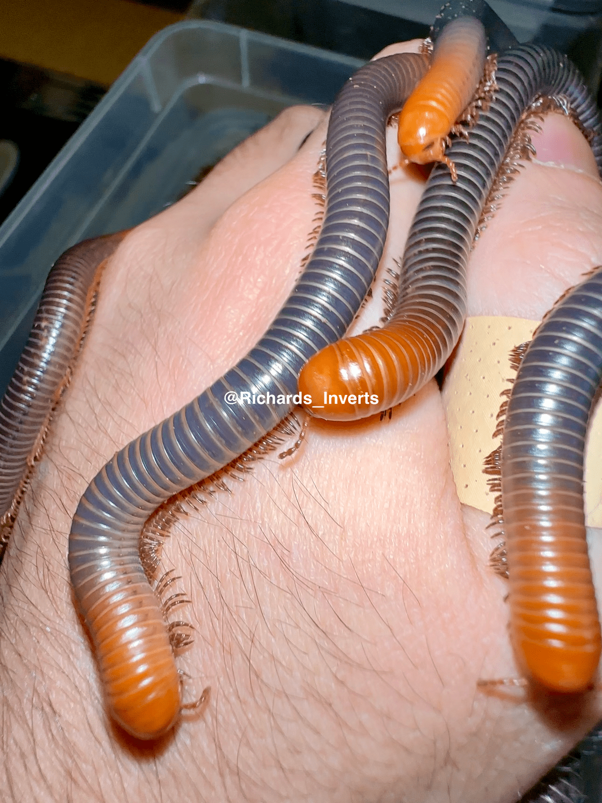 Giant Firehead Millipede, (Analocostreptus servatius) - Richard’s Inverts