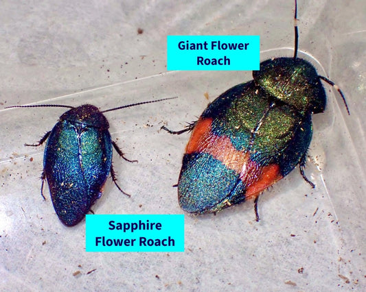 Giant Flower Roach, (Eucorydia dasytoides) - Richard’s Inverts