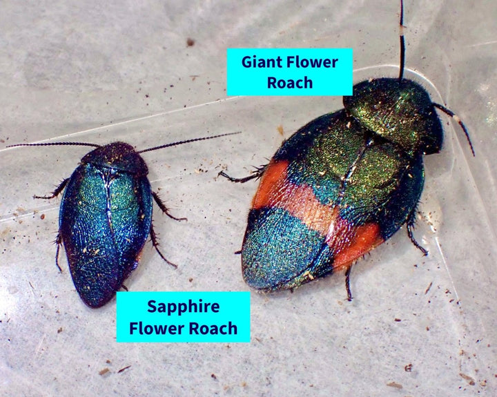 Cockroaches For Sale UK | Richard's Inverts
