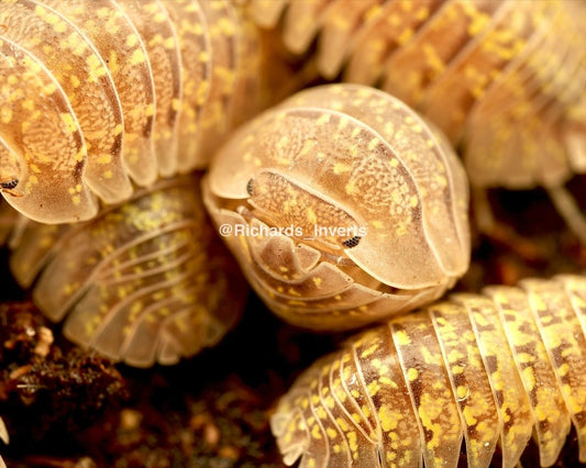 Giant Gold Dust Isopod, (Armadillidium ameglioi) - Richard’s Inverts