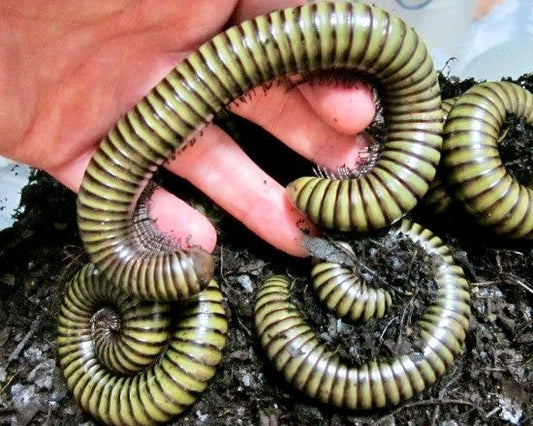 ⨂ Giant Green Millipede, (Spirostreptus sp.) - Richard’s Inverts