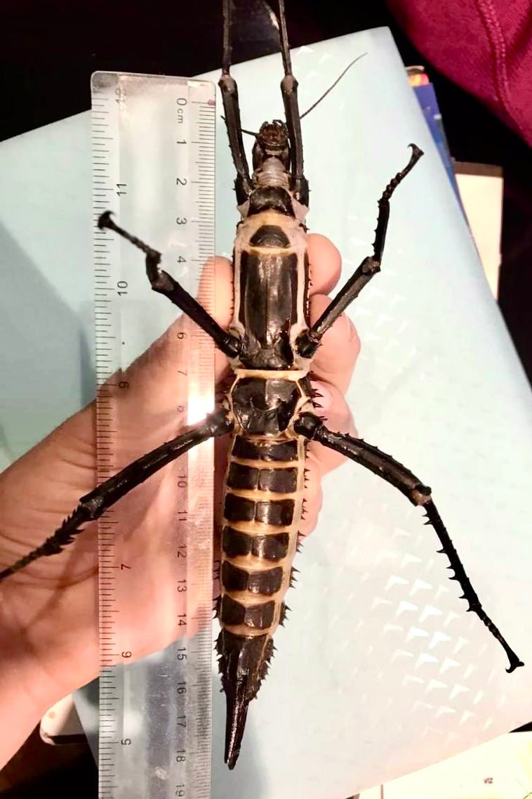 Giant Horrid Stick Insect, (Eurycantha horrida "Popondetta") - Richard’s Inverts