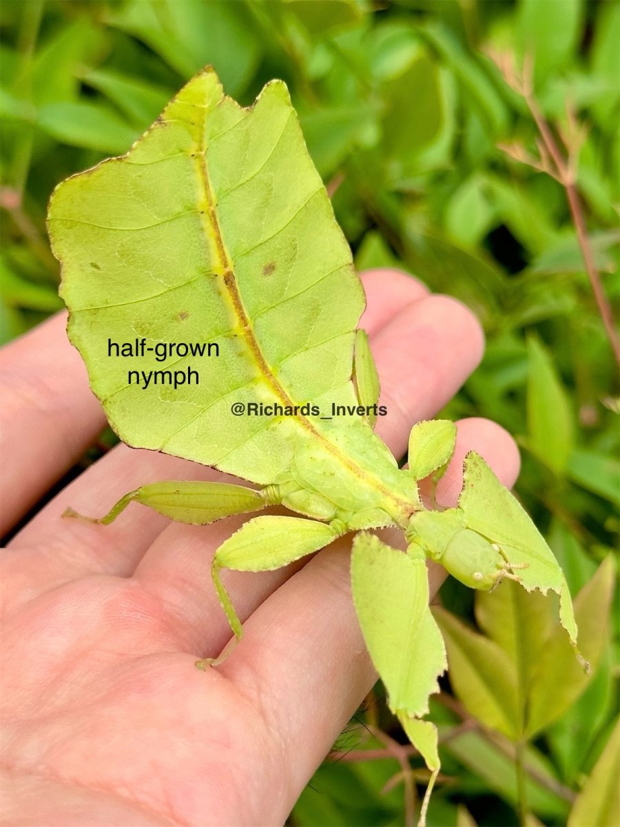 Giant Leaf Insect, (Cryptophyllium limogesi "Thac Krong Kmar") - Richard’s Inverts