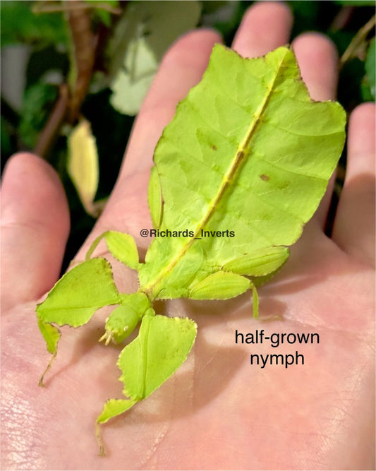 Giant Leaf Insect, (Cryptophyllium limogesi "Thac Krong Kmar") - Richard’s Inverts