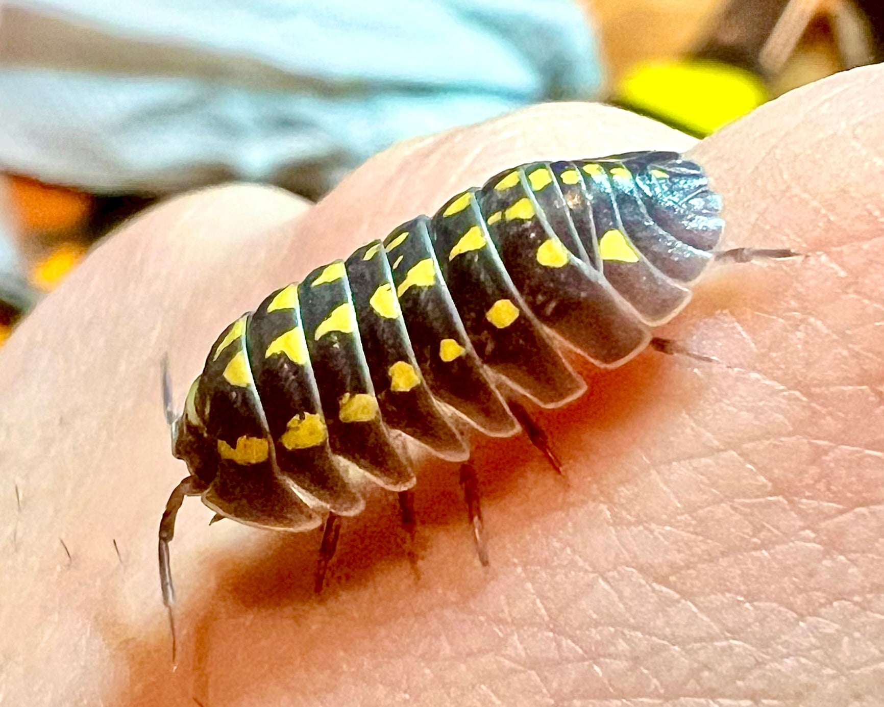 Giant Neon Yellow Isopod, (Armadillidium gestroi) - Richard’s Inverts