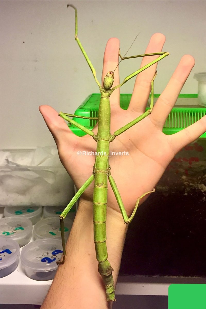 Giant Philippine Stick Insect, (Pharnacia ponderosa) - Richard’s Inverts