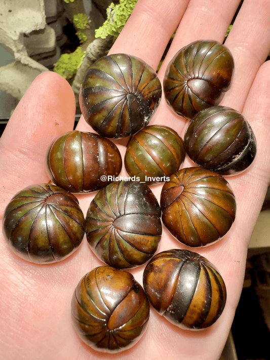 ⨂ Giant Pill Millipede, (Zephroniidae sp. "Thailand") - Richard’s Inverts