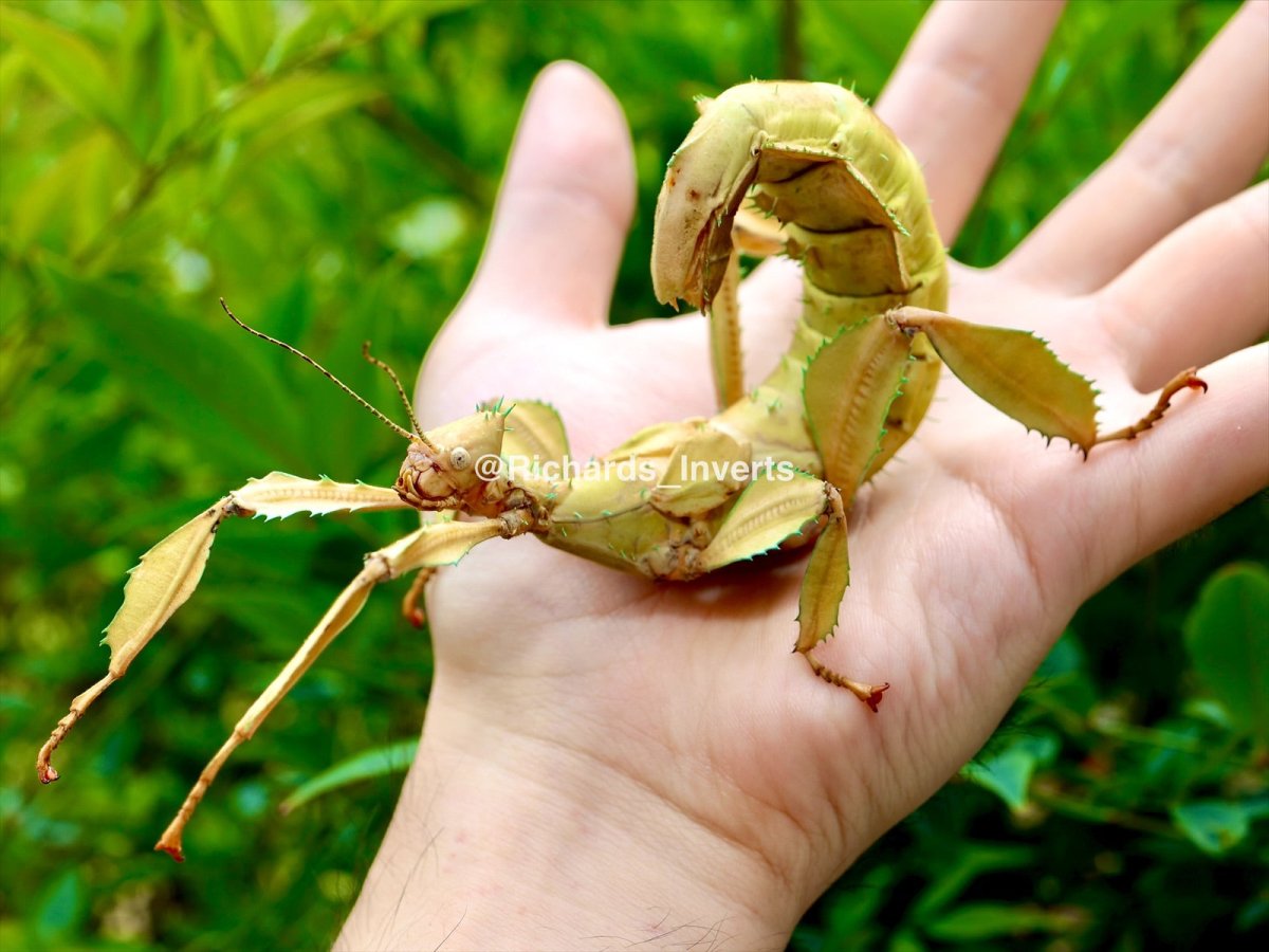 Giant Prickly Stick Insect, (Extatosoma tiaratum) - Richard’s Inverts