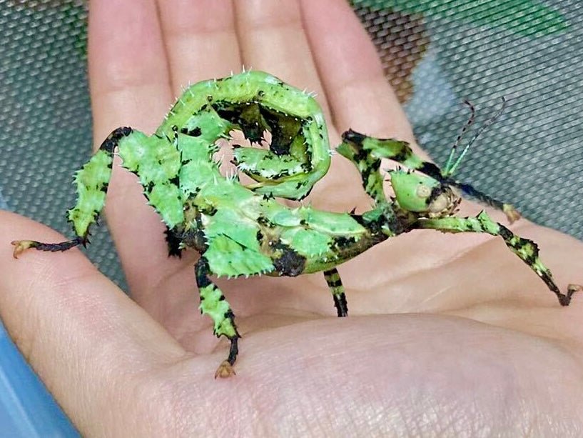 Giant Prickly Stick Insect, (Extatosoma tiaratum) - Richard’s Inverts