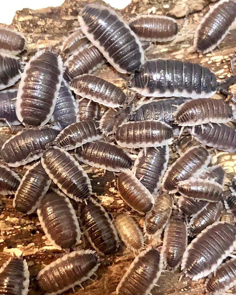 Giant Sevilla Isopod, (Porcellio sp. "Sevilla") - Richard’s Inverts