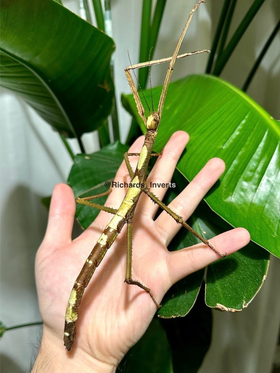 Giant Siamese Stick Insect, (Tirachoidea siamensis "Phuket") - Richard’s Inverts