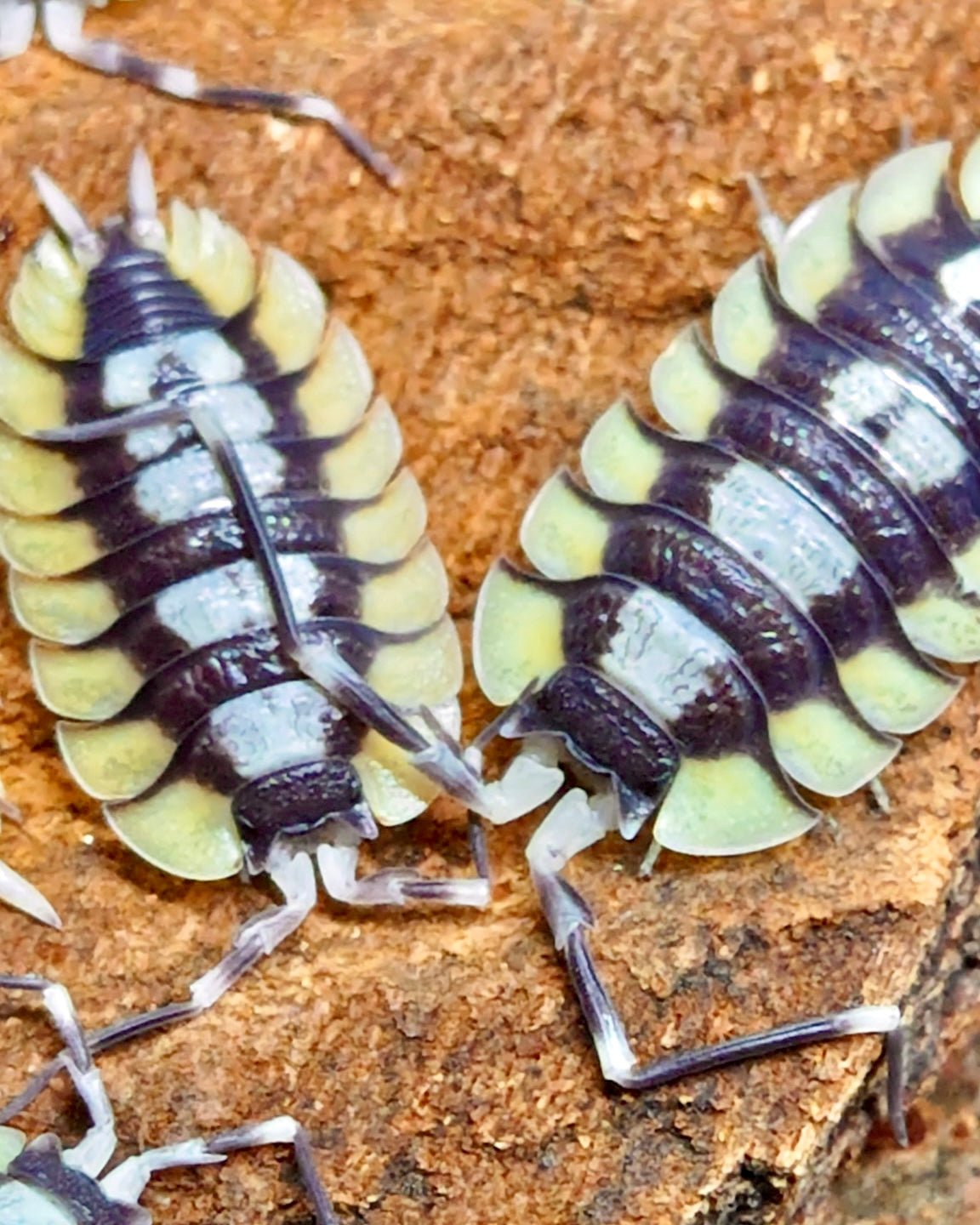 Giant Spanish Isopod, (Porcellio expansus) - Richard’s Inverts