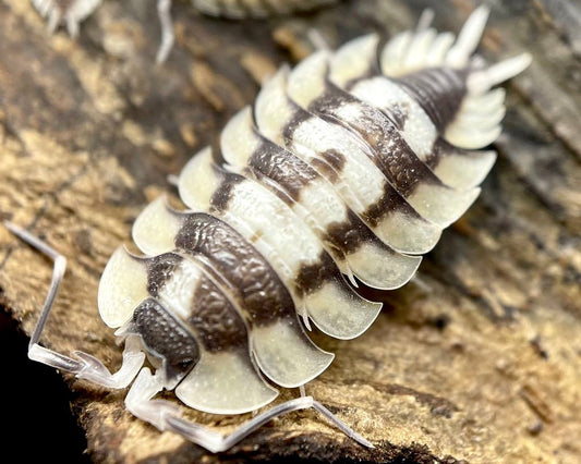 Giant Spanish Isopod "Prades", (Porcellio expansus "Prades") - Richard’s Inverts