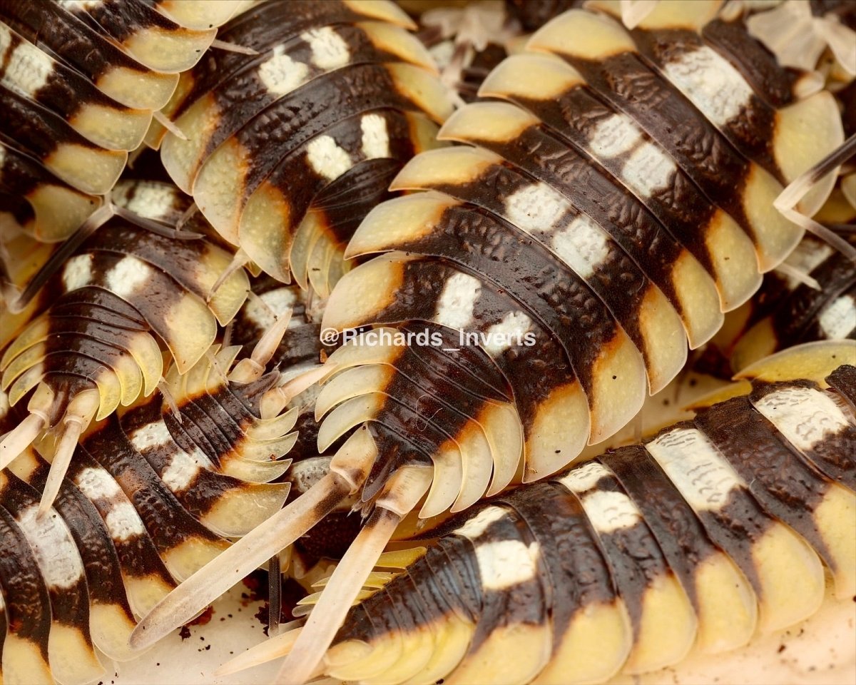 Giant Spanish Isopod "Tortosa", (Porcellio expansus) - Richard’s Inverts