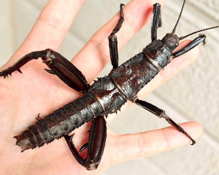 Stick and Leaf Insects for sale – Richard's Inverts