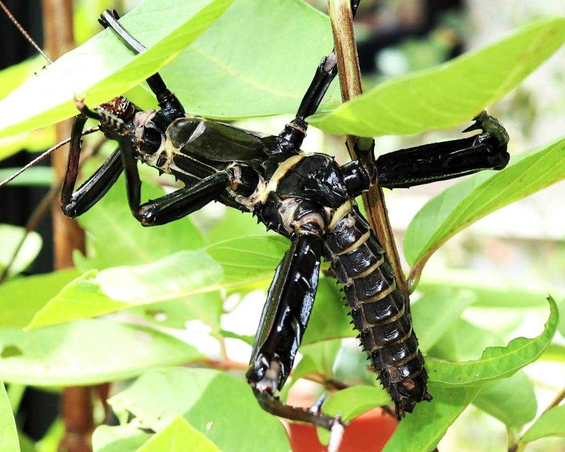 Giant Stick Insect "PSG23", (Eurycantha calcarata) - Richard’s Inverts