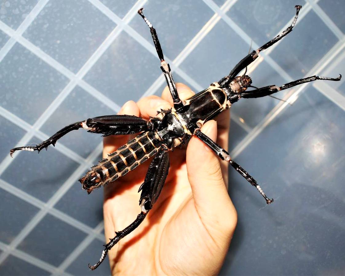 Giant Stick Insect "PSG23", (Eurycantha calcarata) - Richard’s Inverts