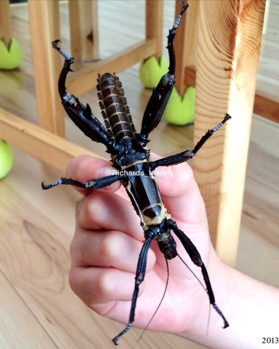 ⨂ Giant Stick Insect "PSG23", (Eurycantha calcarata) - Richard’s Inverts