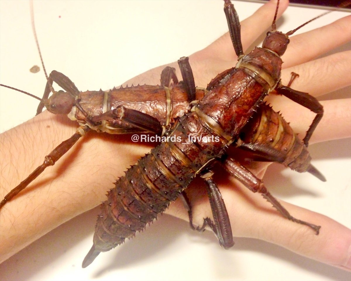 ⨂ Giant Stick Insect "PSG44", (Eurycantha calcarata) - Richard’s Inverts