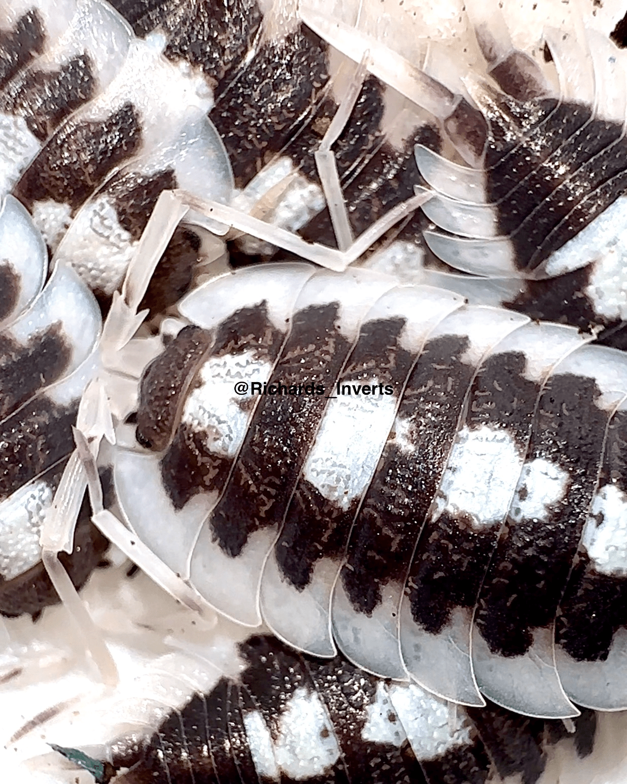 Giant Succinctus Isopod 'Black Ribs', (Porcellio succinctus) - Richard’s Inverts