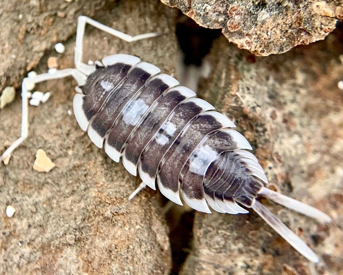 Giant Succinctus Isopod, (Porcellio succinctus) - Richard’s Inverts