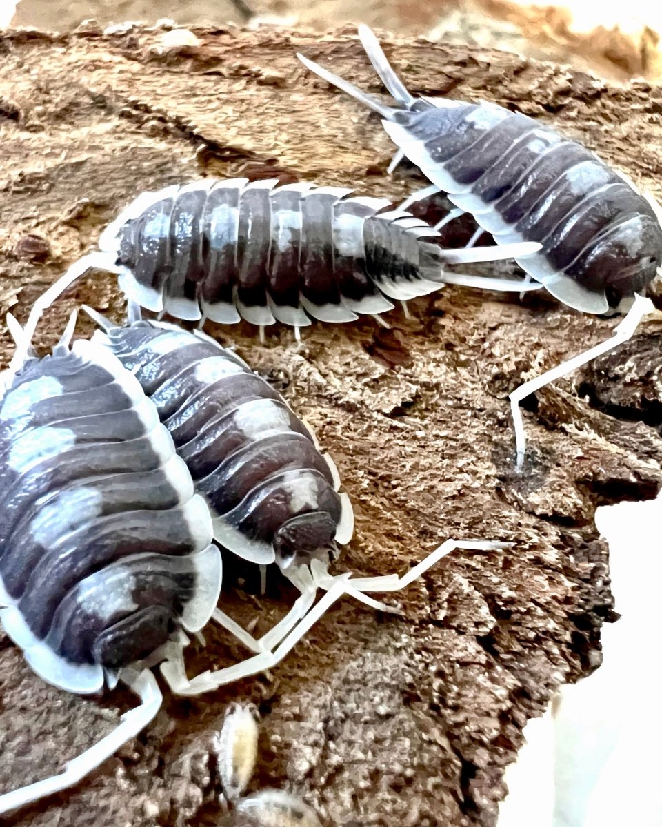 Giant Succinctus Isopod, (Porcellio succinctus) - Richard’s Inverts