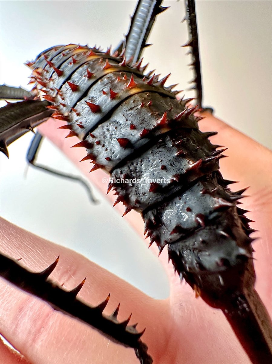 Giant Thorny Devil Stick Insect, (Eurycantha horrida "Popondetta") - Richard’s Inverts