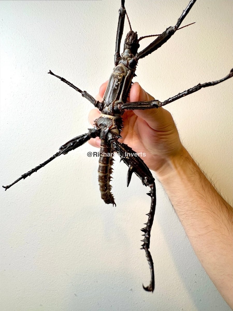 Giant Thorny Devil Stick Insect, (Eurycantha horrida "Popondetta") - Richard’s Inverts