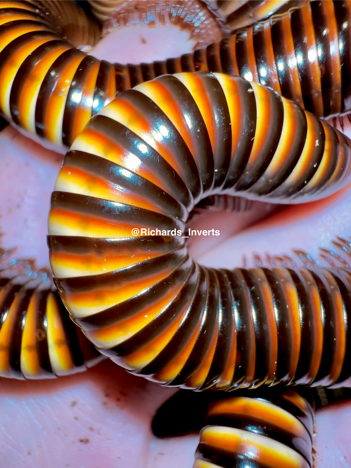 ⨂ Giant Tiger Millipede, (Pelmatojulus ligulatus) - Richard’s Inverts
