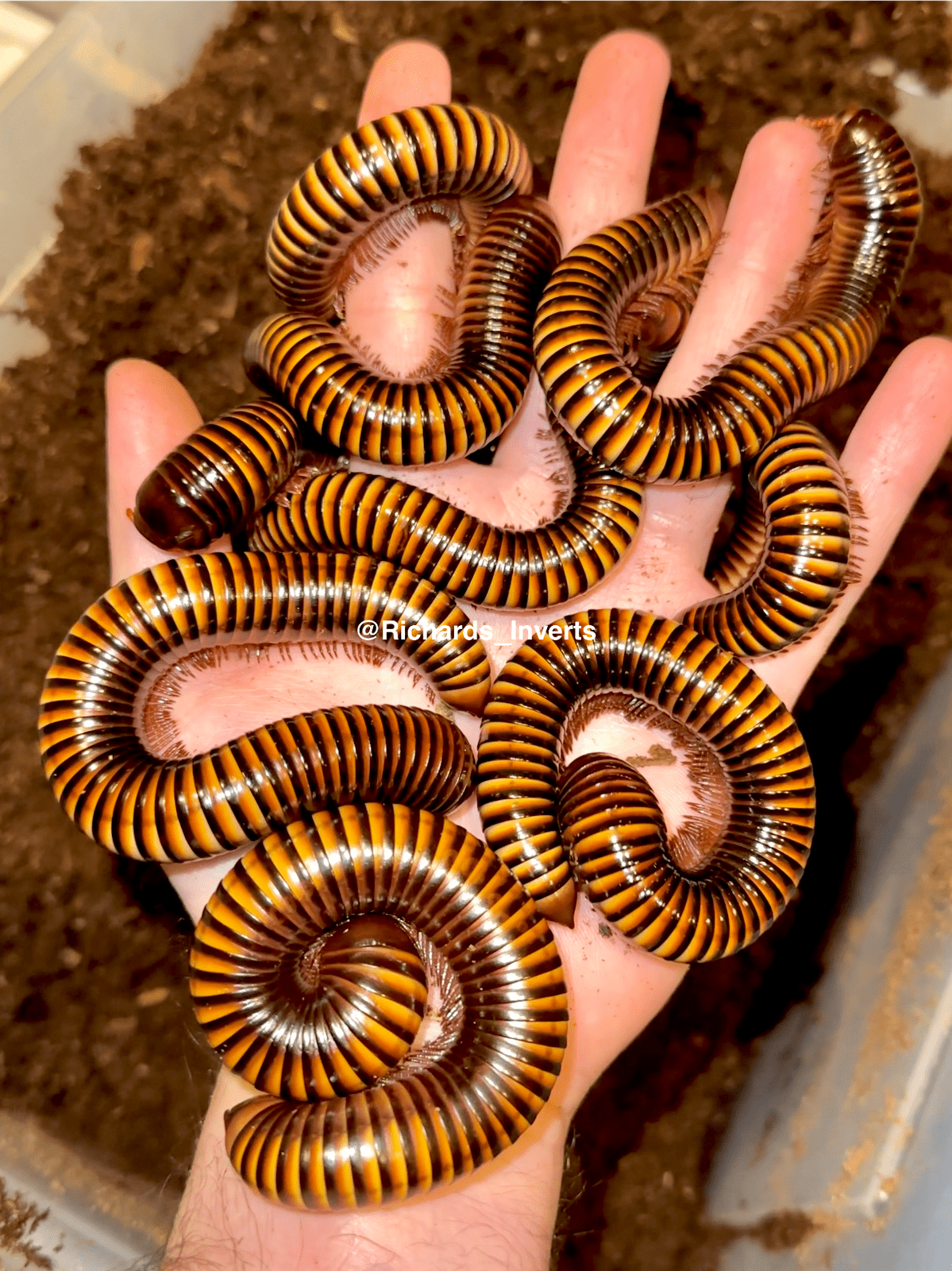 ⨂ Giant Tiger Millipede, (Pelmatojulus ligulatus) - Richard’s Inverts