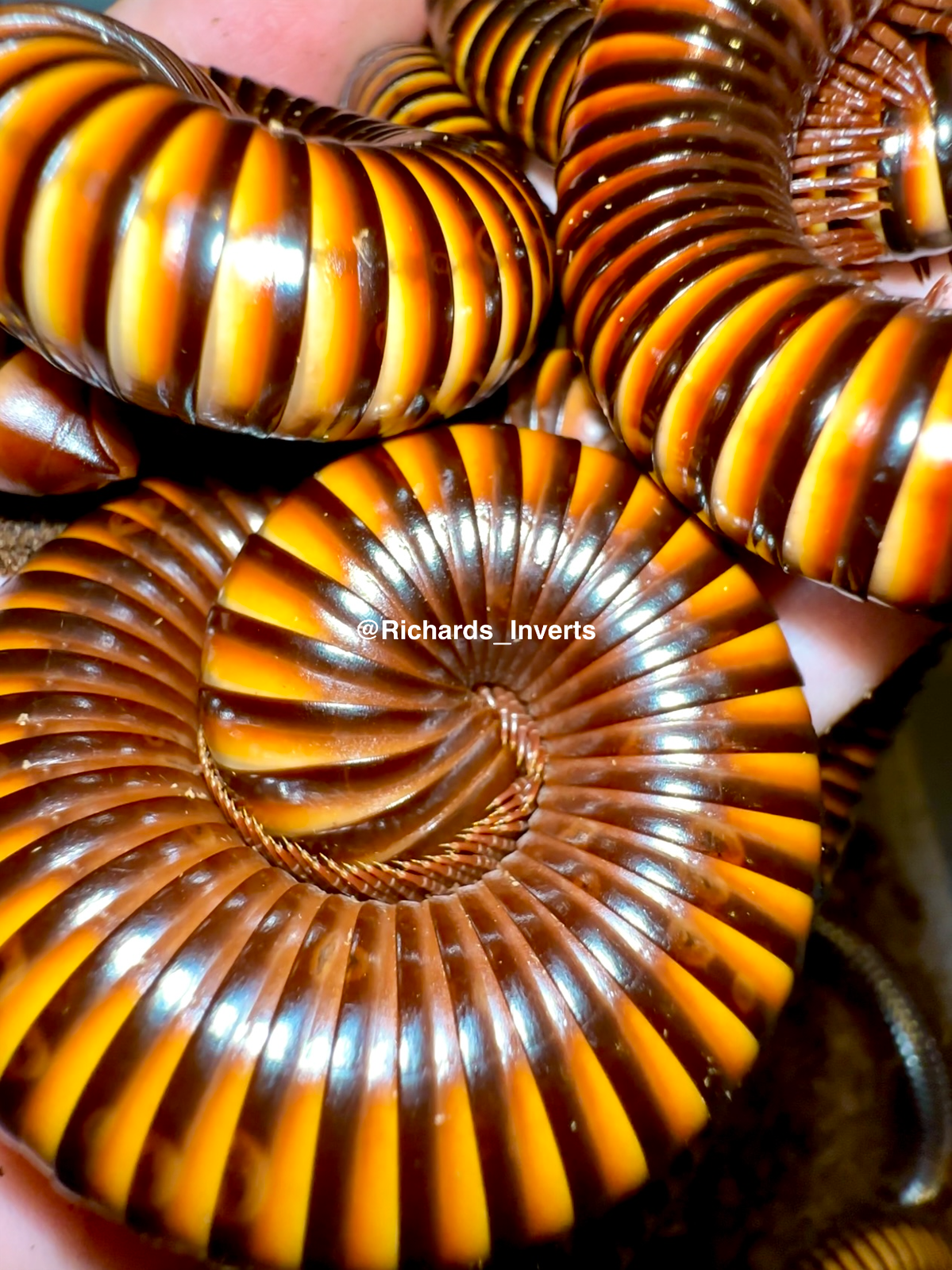 ⨂ Giant Tiger Millipede, (Pelmatojulus ligulatus) - Richard’s Inverts