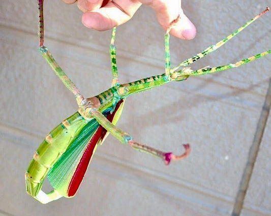 Giant Timor Stick Insect, (Eurycnema versirubra "Timor") - Richard’s Inverts