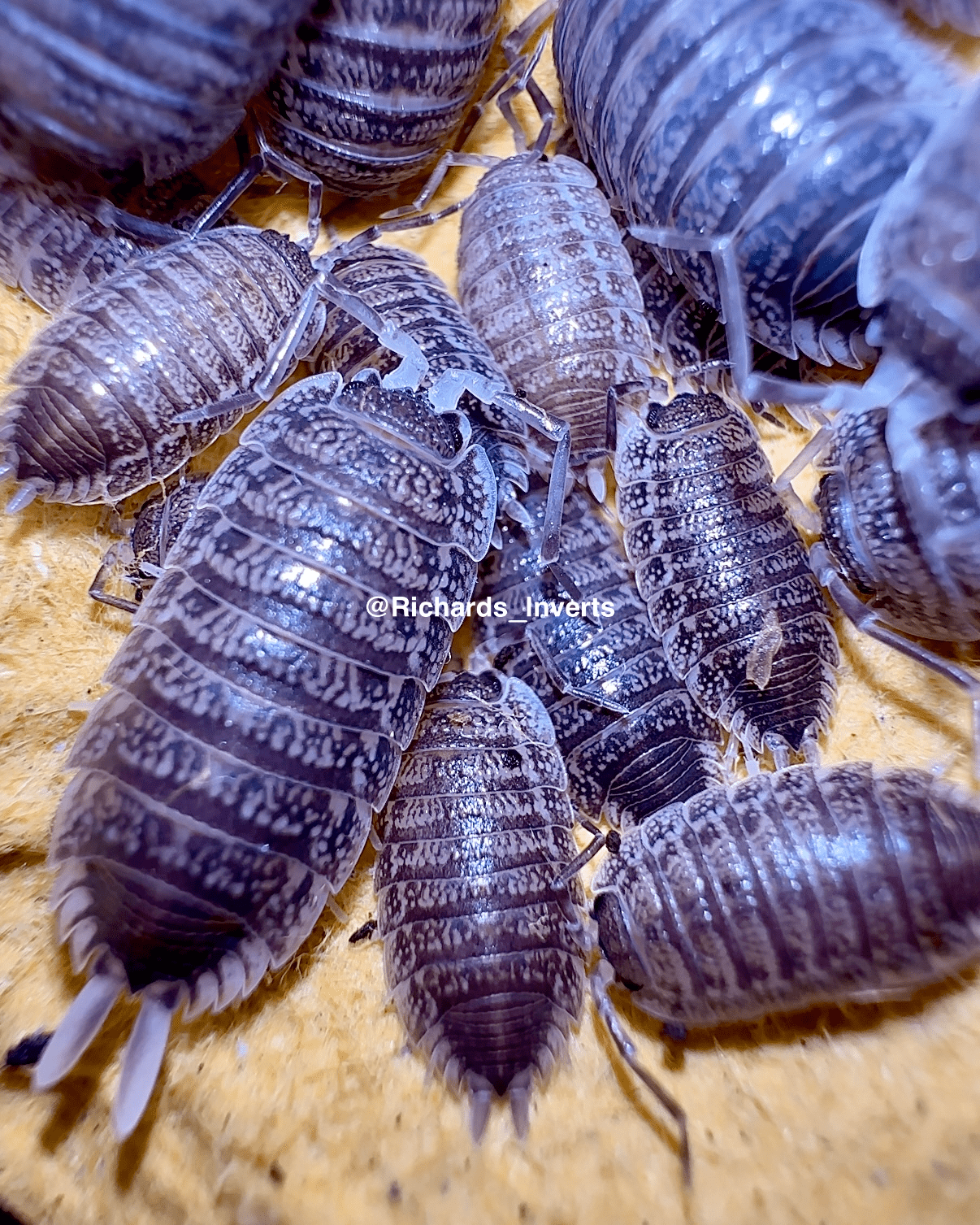 Giant Titan Isopod 'Sordidus', (Porcellio hoffmannseggii) - Richard’s Inverts