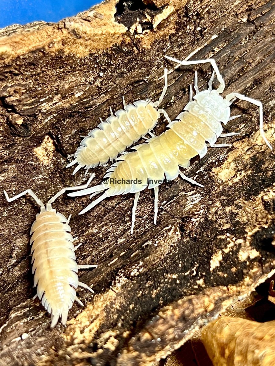 ⨂ Giant Titan Isopod "Yeti", (Porcellio hoffmannseggi) - Richard’s Inverts