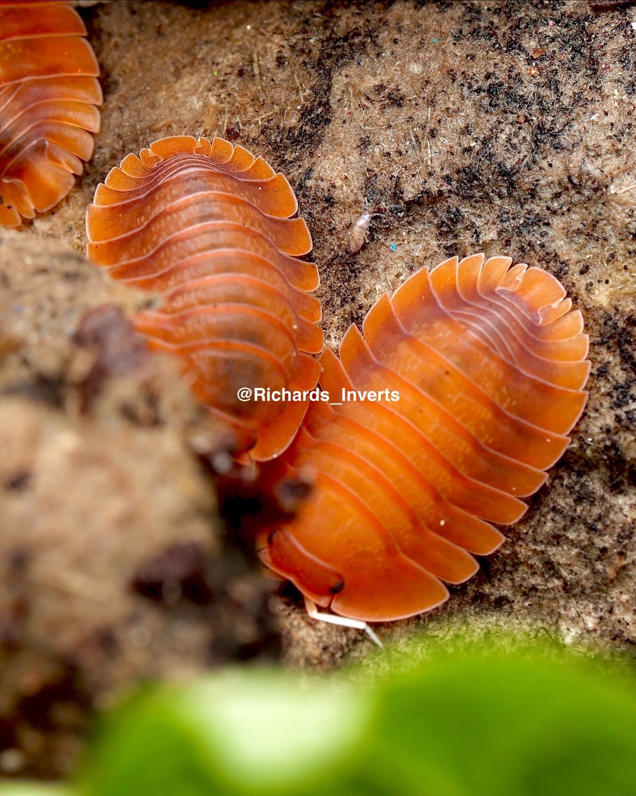 Giant Vex Isopod, (Troglodillo sp. "Vex") - Richard’s Inverts