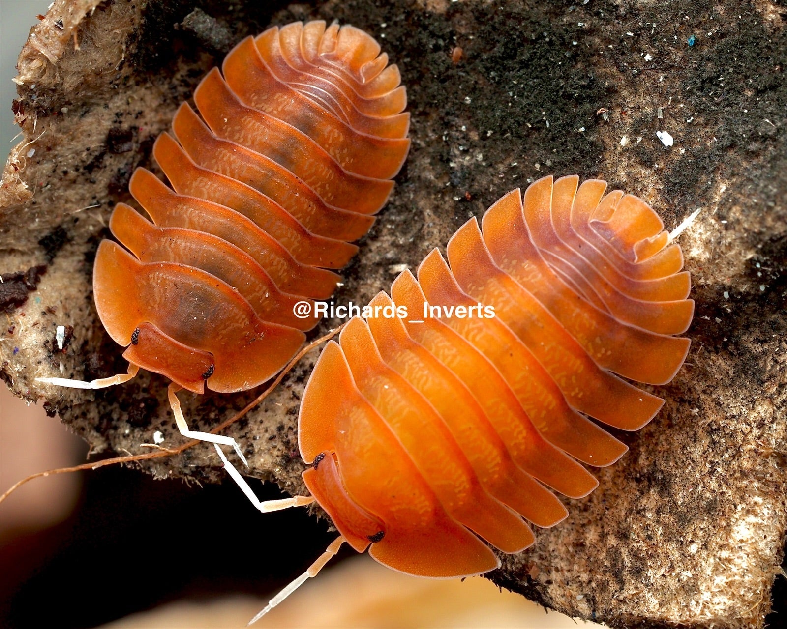 Giant Vex Isopod, (Troglodillo sp. "Vex") - Richard’s Inverts