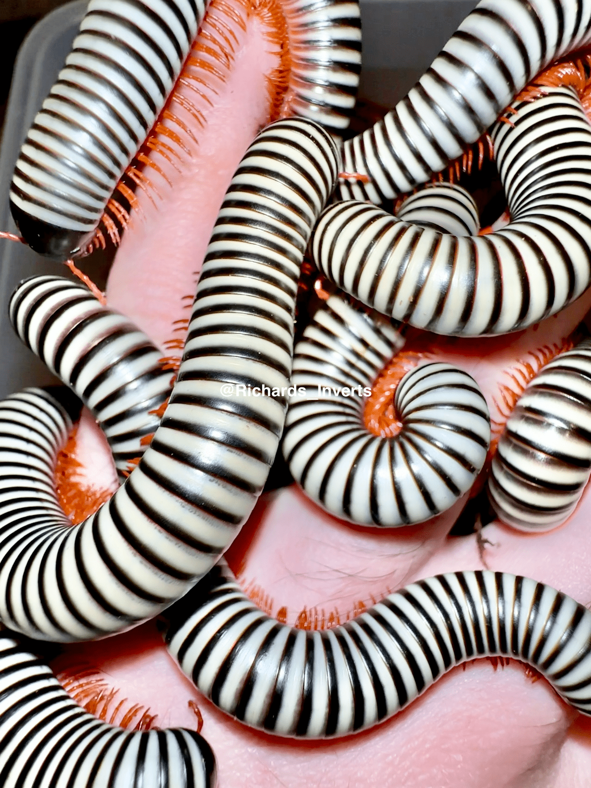 ⨂ Giant Zebra Millipede, (Doratogonus flavifilis) - Richard’s Inverts