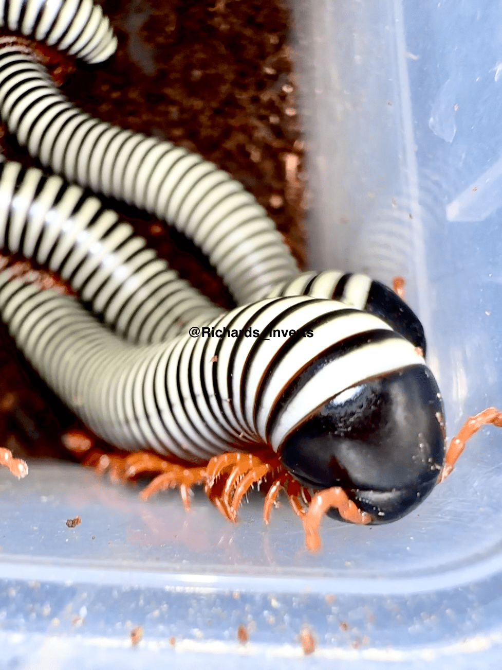 ⨂ Giant Zebra Millipede, (Doratogonus flavifilis) - Richard’s Inverts